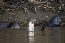 Giant otters (Pteronura brasiliensis) in a river von Panoramic Images