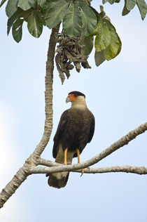 Crested caracara (Caracara cheriway) perching on a branch von Panoramic Images