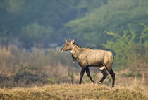 Nilgai (Boselaphus tragocamelus) walking in a forest by Panoramic Images