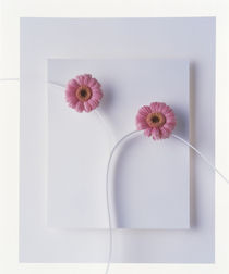 Two vivid pink gerbera daisy blooms on white stems with white background by Panoramic Images