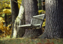 Swing & Trees New York NY von Panoramic Images