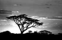 Silhouette of trees in a field by Panoramic Images