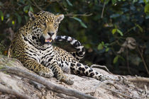 Jaguar (Panthera onca) snarling by Panoramic Images