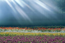 Field of multicolored flowers with streaks of white light rays von Panoramic Images