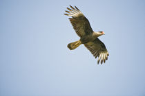 Crested caracara (Caracara cheriway) in flight von Panoramic Images