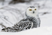 Snowy owl in snow, Michigan, USA. by Panoramic Images