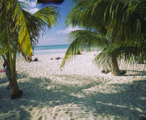 Palm trees on the beach, North Beach, Isla Mujeres, Quintana Roo, Mexico von Panoramic Images
