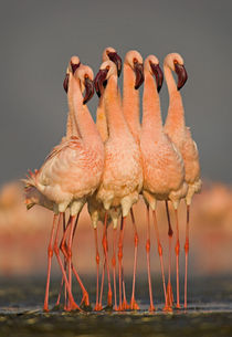 Flock of eight flamingos wading in water, Lake Nakuru, Kenya von Panoramic Images