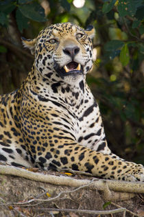 Close-up of a Jaguar (Panthera onca) snarling by Panoramic Images