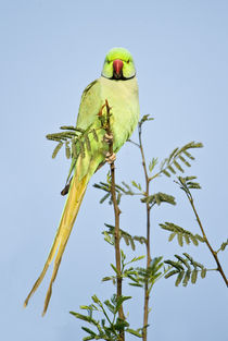 Low angle view of a Rose-Ringed parakeet  by Panoramic Images