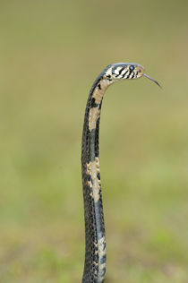 Close-up of a Forest cobra (Naja melanoleuca) rearing up, Lake Victoria, Uganda von Panoramic Images