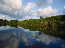 Forest along the riverbank and reflection of cloud in water, Sibun River, Belize von Panoramic Images