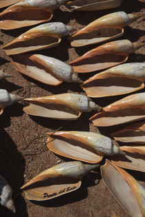 Conch shells on the beach, Punta Del Este, Maldonado, Uruguay von Panoramic Images
