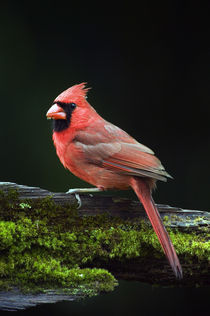 Male northern cardinal (Cardinalis cardinalis) on a mossy log von Panoramic Images
