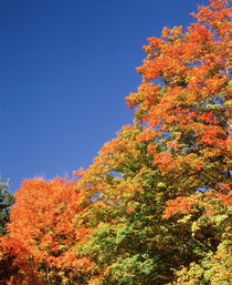 USA, New York, Letchworth State Park, Low angle view of fall trees by Panoramic Images