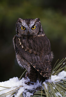 Eastern screech owl on pine tree branch, Canada. von Panoramic Images