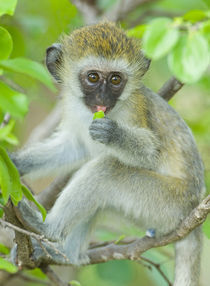 Vervet monkey sitting on a branch von Panoramic Images