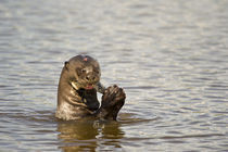 Giant otter (Pteronura brasiliensis) eating an Oscar fish von Panoramic Images