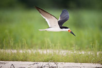 Black skimmer (Rynchops niger) in flight von Panoramic Images