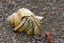 Close-up of a Hermit crab (Coenobita clypeatus), Galapagos Islands, Ecuador by Panoramic Images