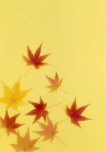 Red and gold maple leaves on a yellow background von Panoramic Images