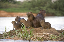 Capybara (Hydrochoerus hydrochaeris) family on a rock von Panoramic Images