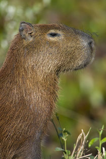 Close-up of a Capybara (Hydrochoerus hydrochaeris) von Panoramic Images