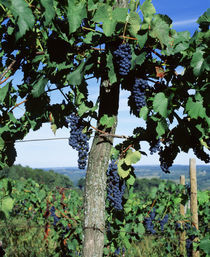 USA, New York, Finger Lakes, Lake Keuka, Hammondsport, Bunch of grapes on a vine by Panoramic Images