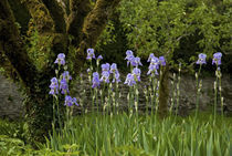 Iris and Old Espallier Apple Tree, Lismore Castle, County Waterford, Ireland von Panoramic Images