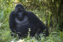 Mountain gorilla (Gorilla beringei beringei) in a forest von Panoramic Images