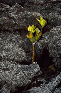 Plant growing in lava, Genovesa Island, Galapagos Islands, Ecuador by Panoramic Images