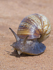 Close-up of a Giant African land snail von Panoramic Images