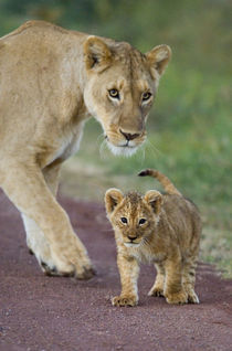 Close-up of a lioness and her cub von Panoramic Images