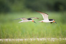 Black skimmers (Rynchops niger) in flight von Panoramic Images