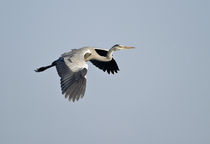 Grey heron (Ardea cinerea) flying, Keoladeo National Park, Rajasthan, India von Panoramic Images