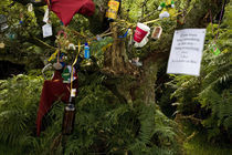 Personal Items on Prayer Tree, Comeragh Mountains, County Waterford, Ireland von Panoramic Images