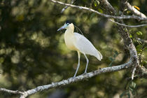 Capped heron (Pilherodius pileatus) perching on a branch by Panoramic Images