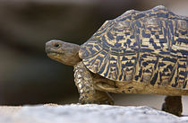 Close-up of a Leopard tortoise by Panoramic Images