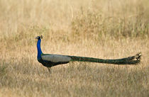 Peacock in a field by Panoramic Images