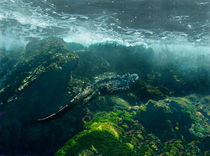 Marine iguana (Amblyrhynchus cristatus) swimming underwater von Panoramic Images