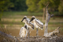 Jabiru stork (Jabiru mycteria) chicks in a nest by Panoramic Images