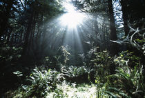 Sunshine Through Mist And Trees by Panoramic Images