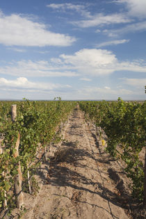 Crop in a vineyard von Panoramic Images