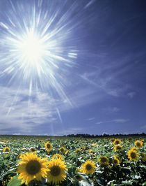 Bright burst of white light above field of sunflowers von Panoramic Images