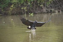 Great Black hawk (Buteogallus urubitinga) pouncing over water for prey von Panoramic Images