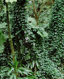 Dominica Nature Sanctuary Papillote Wilderness Retreat von Panoramic Images