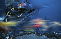 Fallen pine needles and autumn color leaves floating downstream von Panoramic Images