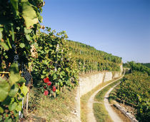 Gravel road passing through vineyards by Panoramic Images