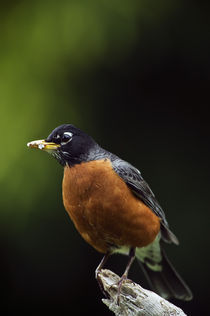 American robin (Turdus migratorius) on perch by Panoramic Images