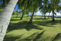 Palm Trees Growing Towards Coast by Panoramic Images